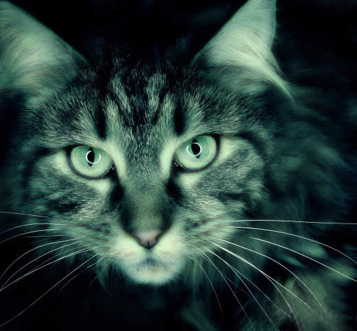 Взгляд - кошка - оригинал
