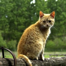 Схема вышивки «Рыжий кот»