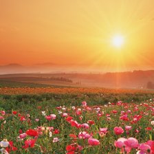 Схема вышивки «Маковое поле»