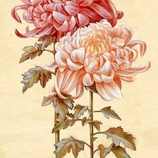 Схема вышивки «хризантемы»