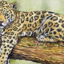 Схема вышивки «хищная кошка»