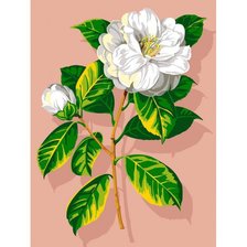 Схема вышивки «Камелия»