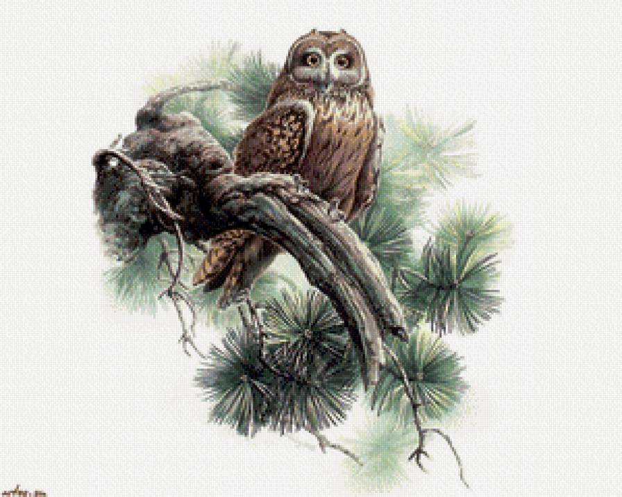 Сова - птицы, сосна - предпросмотр