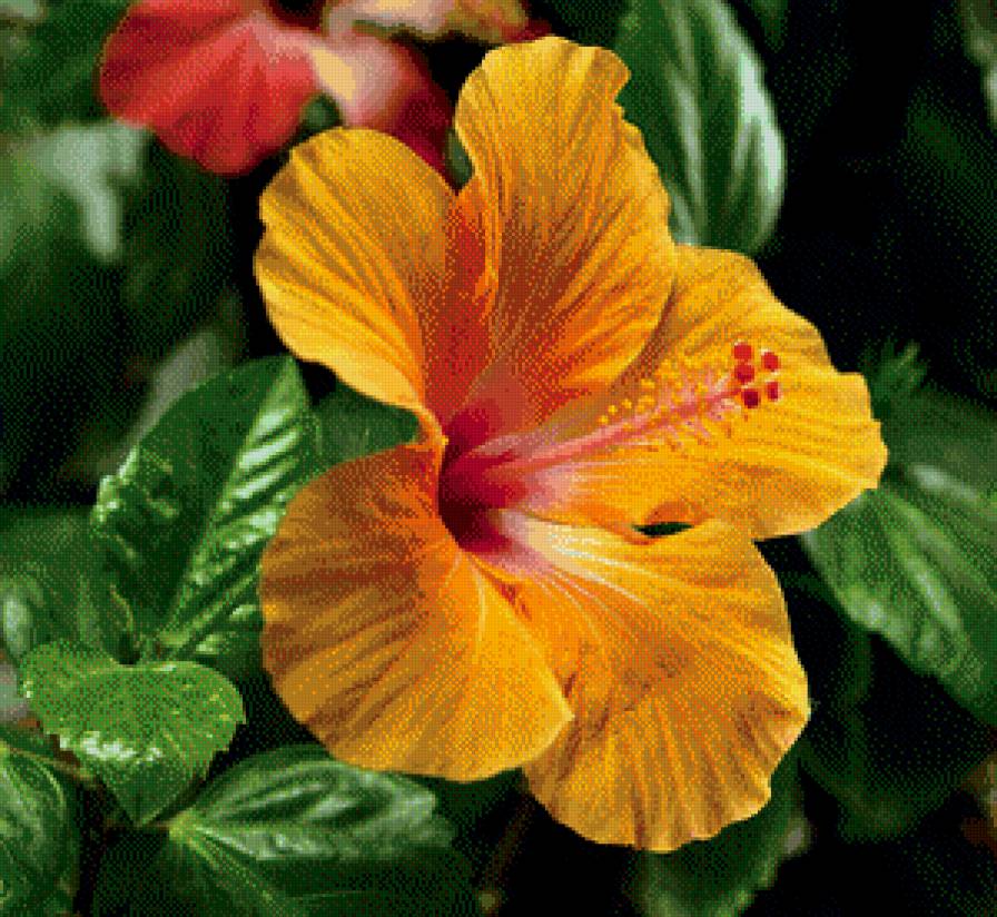 №622652 - оранжевый цветок, гибискус, цветы - предпросмотр