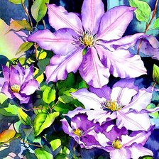 Схема вышивки «Клематис»