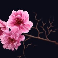 Схема вышивки «Сакура»