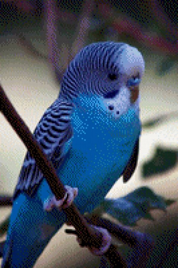 Волнистый попугайчик - попугай, волнистый, синий - предпросмотр