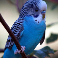 Схема вышивки «Волнистый попугайчик»