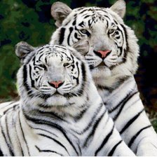 Схема вышивки «тигры»