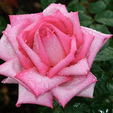 Схема вышивки «Розочка»