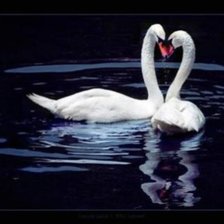 Схема вышивки «лебединая верность»