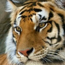 Схема вышивки «ласковый тигр»