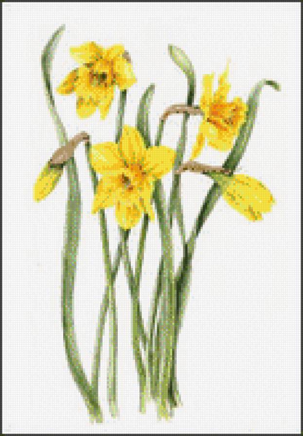 НАРЦИСИ - квіти - предпросмотр
