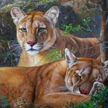 сладкий  сон