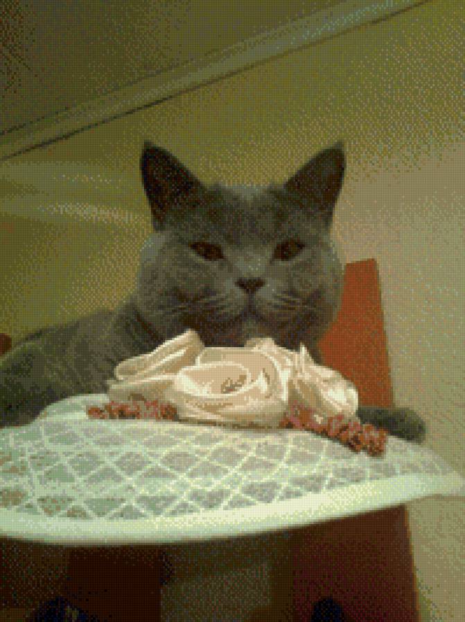 Котик Симба - шляпа, животное, кот - предпросмотр