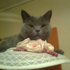 Схема вышивки «Котик Симба»