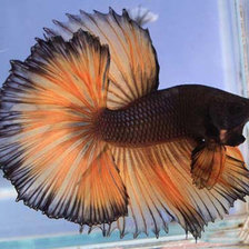 Схема вышивки «рыба-петушок»