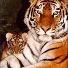 Схема вышивки «Тигрица»