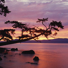 Схема вышивки «дерево на закате»