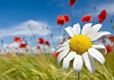 Схема вышивки «ромашка»