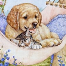 домашние любимцы