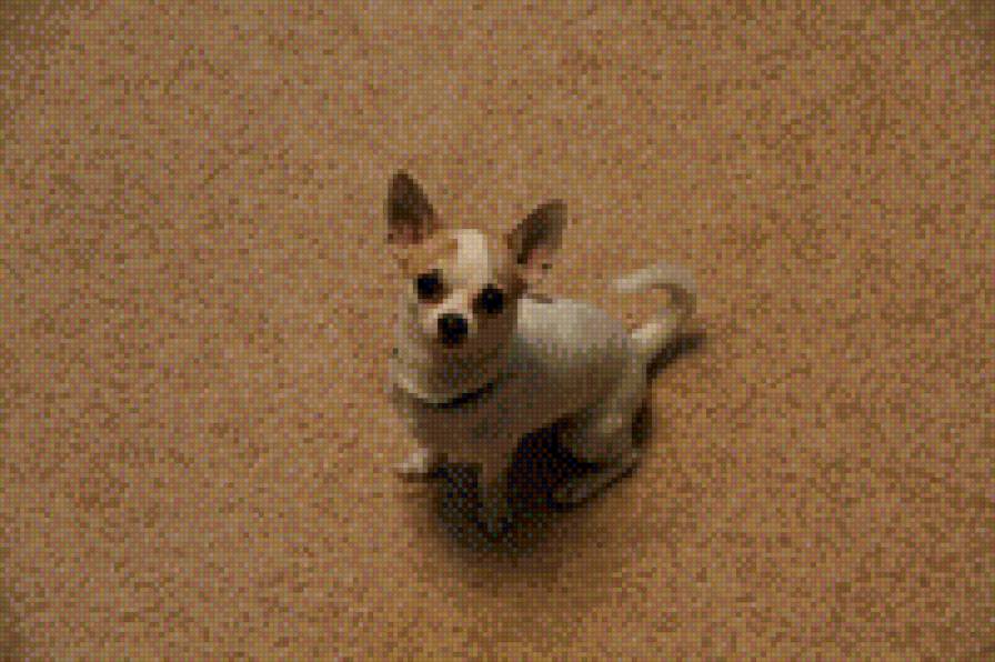 мой жорик - животное - предпросмотр