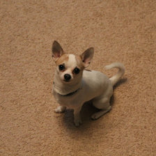 Схема вышивки «мой жорик»