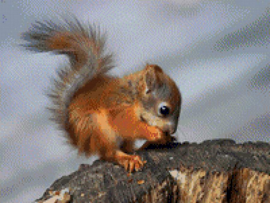 бельчонок - белка - предпросмотр