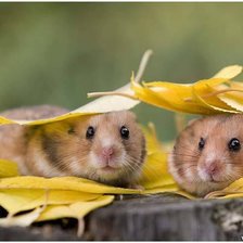 Схема вышивки «осень»