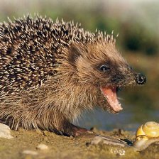 Схема вышивки «ежик»