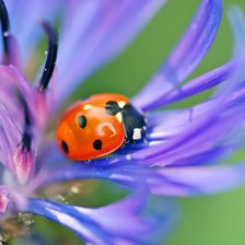 Схема вышивки «божья коровка»