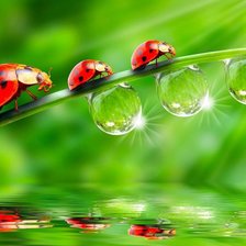 Схема вышивки «семья божьих коровок»