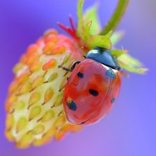 вкусная клубничка