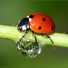 Схема вышивки «утренняя роса»