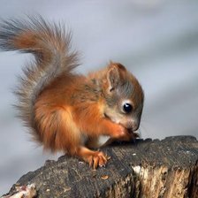 Схема вышивки «белка»