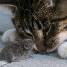 Схема вышивки «кошки-мышки»