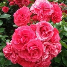 Схема вышивки «№624347»