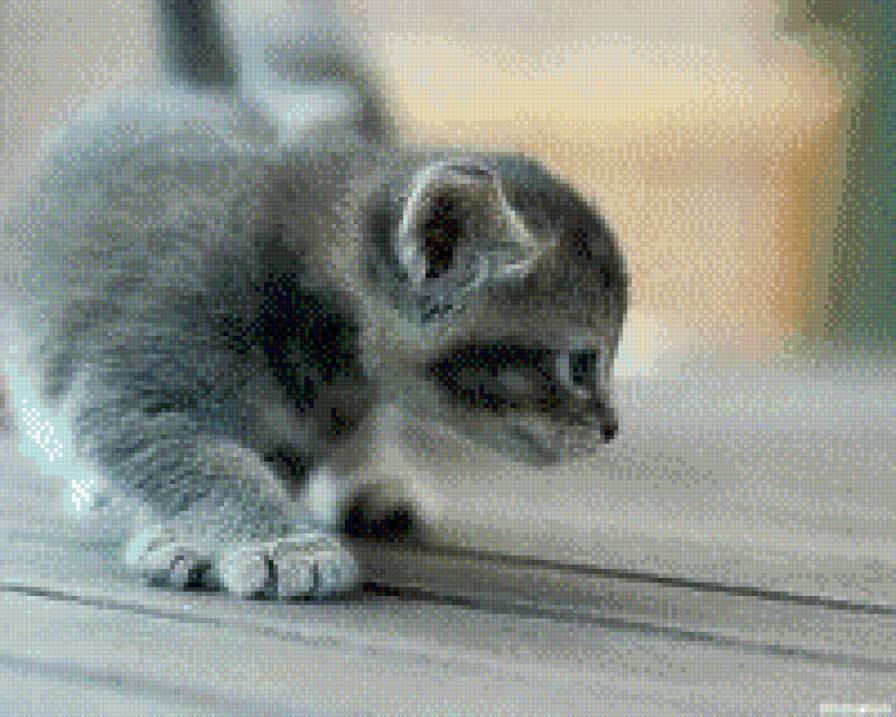 маленький котенок - котенок, животные - предпросмотр