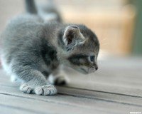 Схема вышивки «маленький котенок»