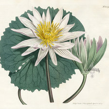 Схема вышивки «Лотос»