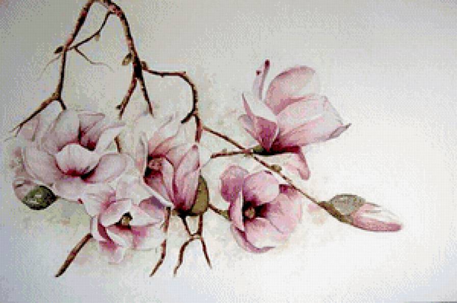 ветка магнолии - цветы, ветка - предпросмотр