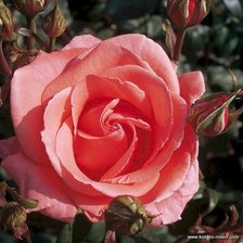 Схема вышивки «№625005»