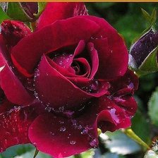 Схема вышивки «№625039»