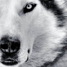 Схема вышивки «Волк»