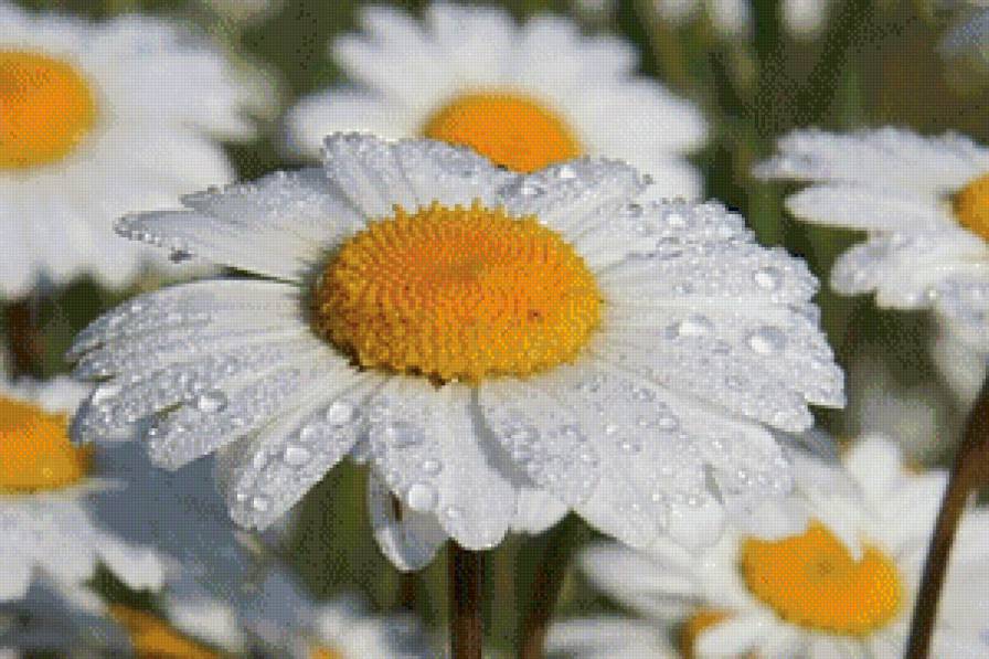 ромашки - природа, ромашки, цветы, картина, красота - предпросмотр