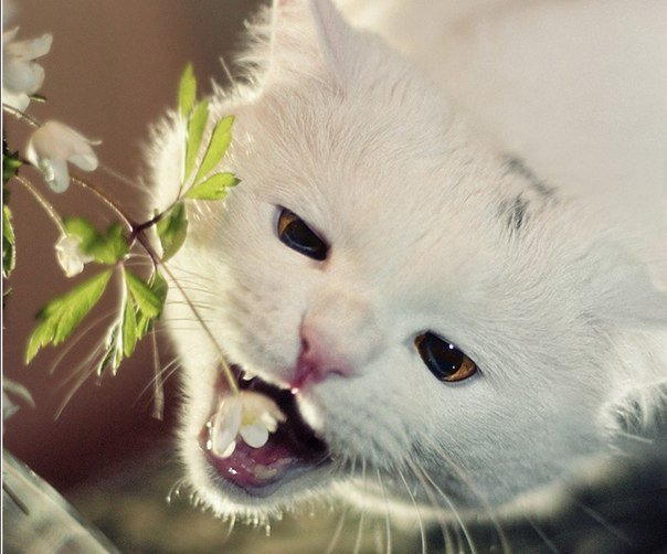 "Съееееем..." - животные, кошки - оригинал