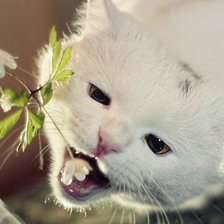 Схема вышивки «"Съееееем..."»