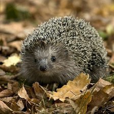 Схема вышивки «Еж в осенних листьях»