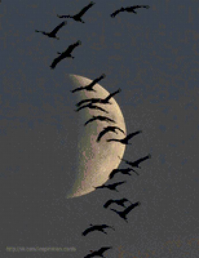 Стая - птицы, животные - предпросмотр