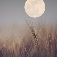 Схема вышивки «№625316»